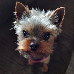 Meet your Posher, Robin